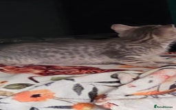 Mixed Breed cats for sale: Kittens ready now  - Image 2