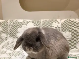 Mini Lop rabbits Mini lops looking for loving homes - Advert 1