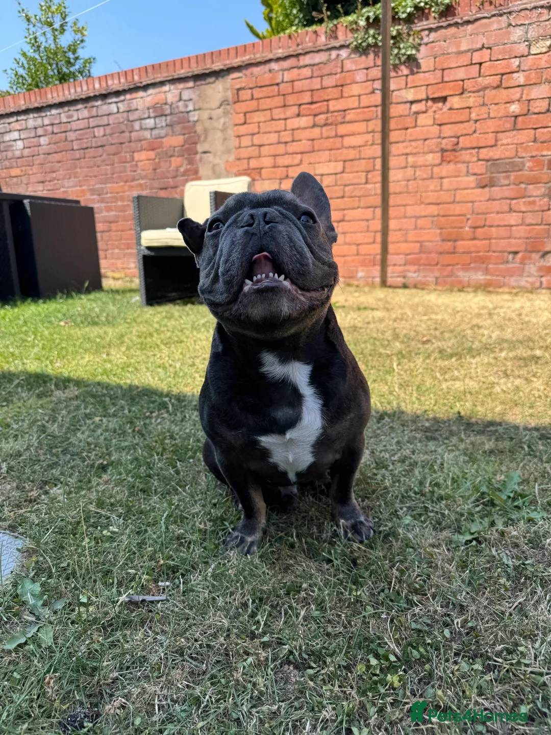 French Bulldog dogs for sale: 6 year old Stitch - Advert 2