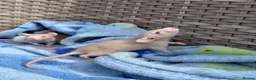 Rat rodents for sale: Beautiful baby boys in Romford - Advert 6