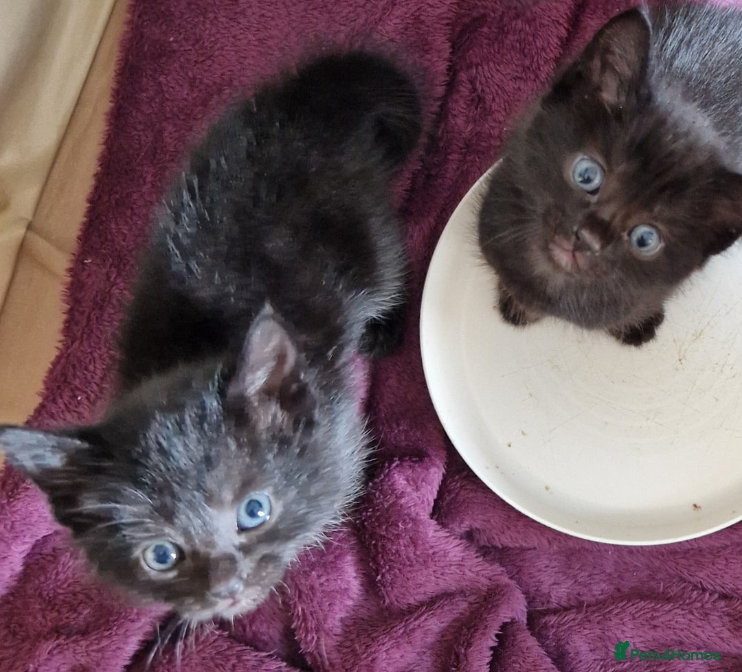 Mixed Breed cats for sale: Adorable male kitten for sale! - Image 2