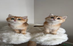 British Shorthair cats for sale: British Shorthair Golden Lilac kittens  - Image 23
