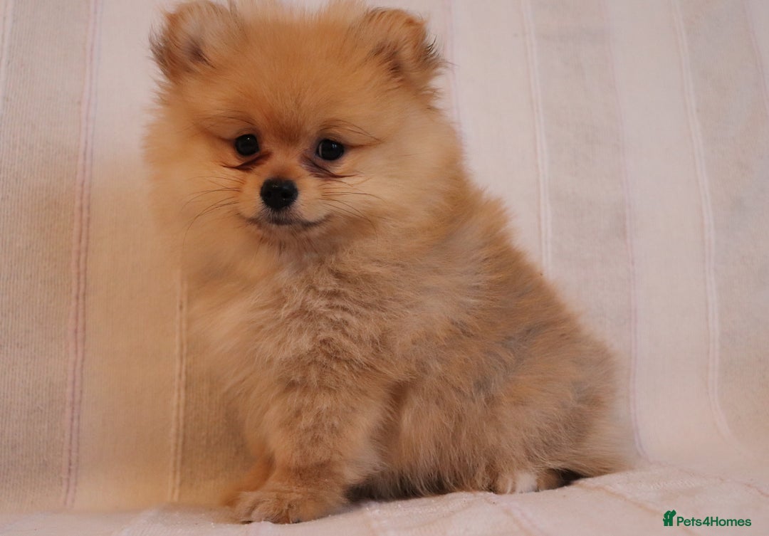 Pomeranian dogs for sale: Purebred Pomeranian Pups Raised with Love in LDN - Image 26