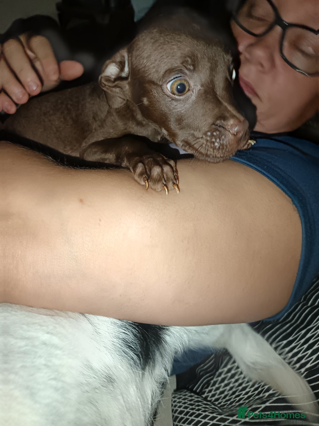 Mixed Breed dogs for sale: Staffy cross - Image 1