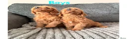 Labradoodle dogs for sale: 4 beautiful labradoodle puppys in Southampton - Advert 3