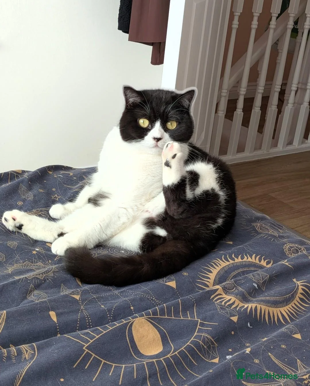 British Shorthair cats for sale: British Shorthair sisters in Rugby - Advert 10