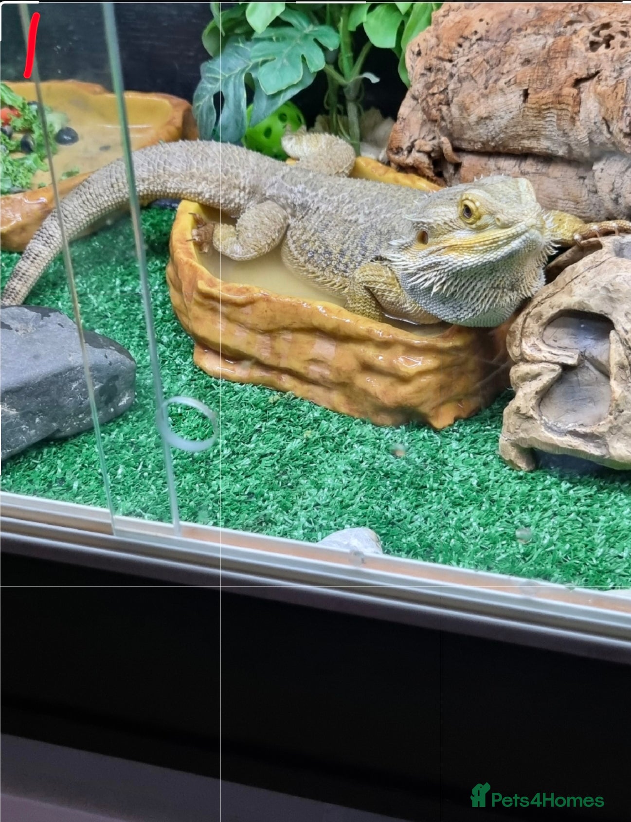 Bearded Dragon reptiles 3 year old bearded dragon  - Advert 1