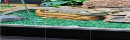 Bearded Dragon reptiles for sale: 3 year old bearded dragon  in Blackwood - Advert 1