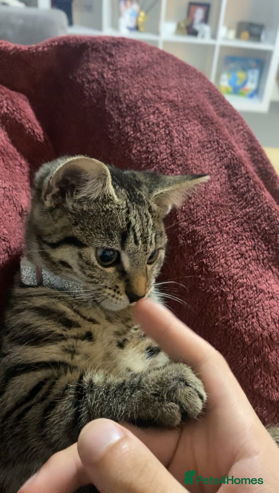 Bengal cats for sale: Playful kitten - Advert 2