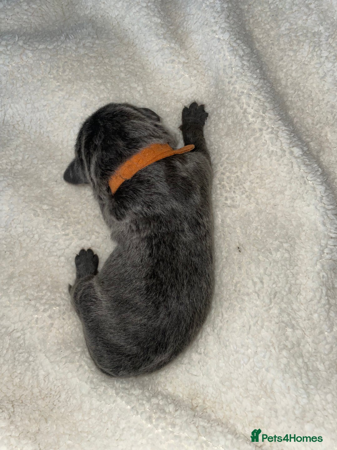 Cane Corso dogs for sale: Harlequin cane corso x pedigree cane corso puppies - Advert 4