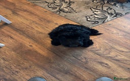 Mixed Breed dogs for sale: Shepadoodles - Image 2