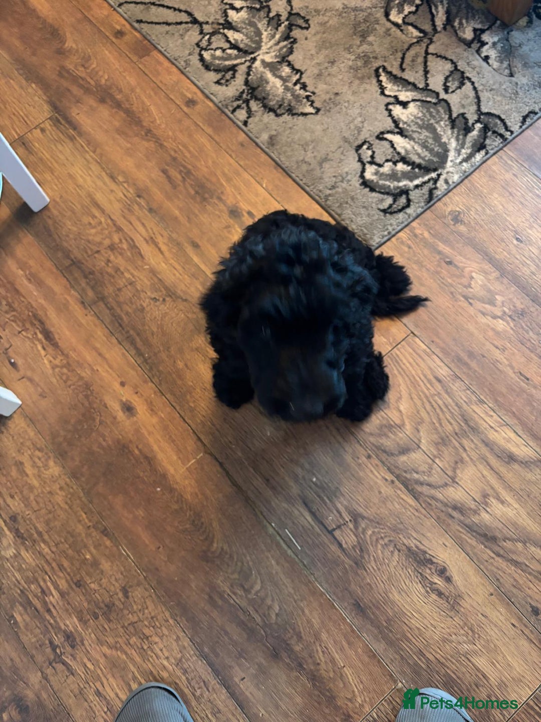 Mixed Breed dogs for sale: Shepadoodles - Image 2