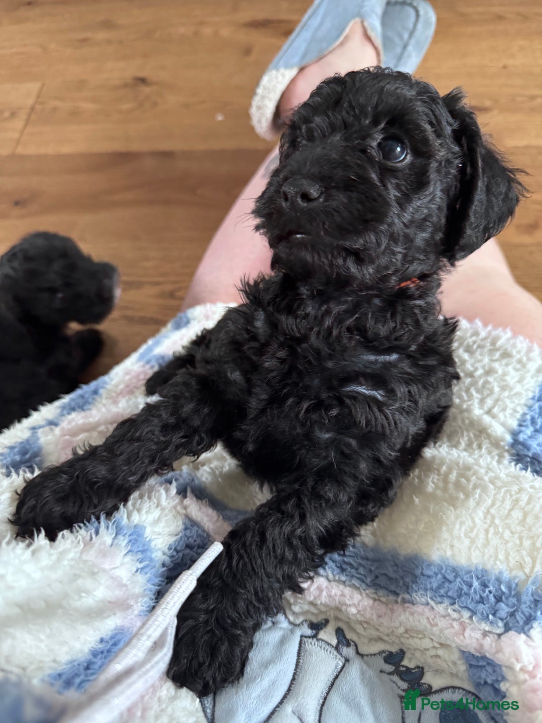 Mixed Breed dogs for sale: 🤎 Miniature Schnauzer X Cockapoo 🤎 - Image 27