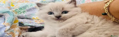 Ragdoll Kitten 4