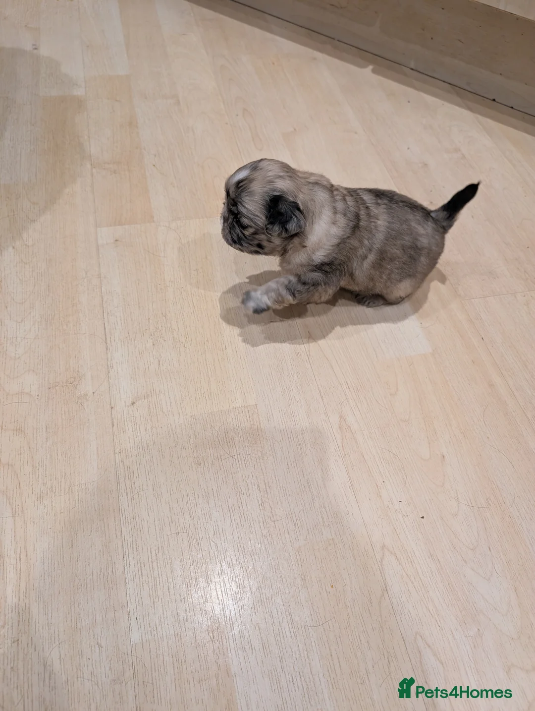 Puggle dogs for sale: 4 gorgeous pugs for sale  - Advert 7