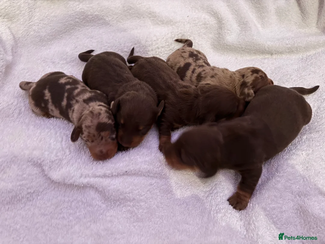 Miniature Dachshund dogs for sale: Miniature dachshund puppies in Hockley - Advert 1