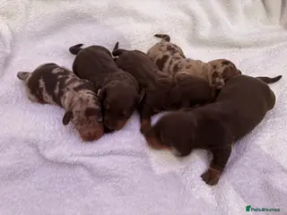 Miniature Dachshund dogs Miniature dachshund puppies in Hockley - Advert 17
