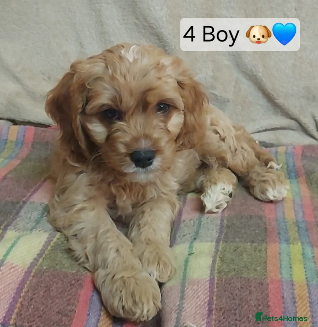 Cavapoo dogs for sale: Cavapoo Bundles of Joy 🥰 - Advert 2