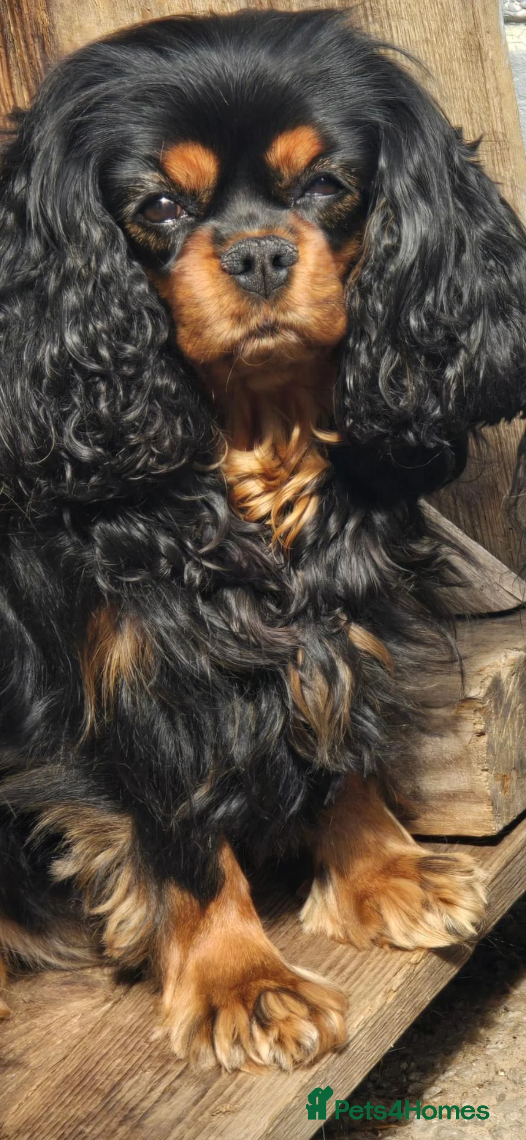 Cavalier King Charles Spaniel dogs for sale: Stunning Cavapoos  - Advert 1