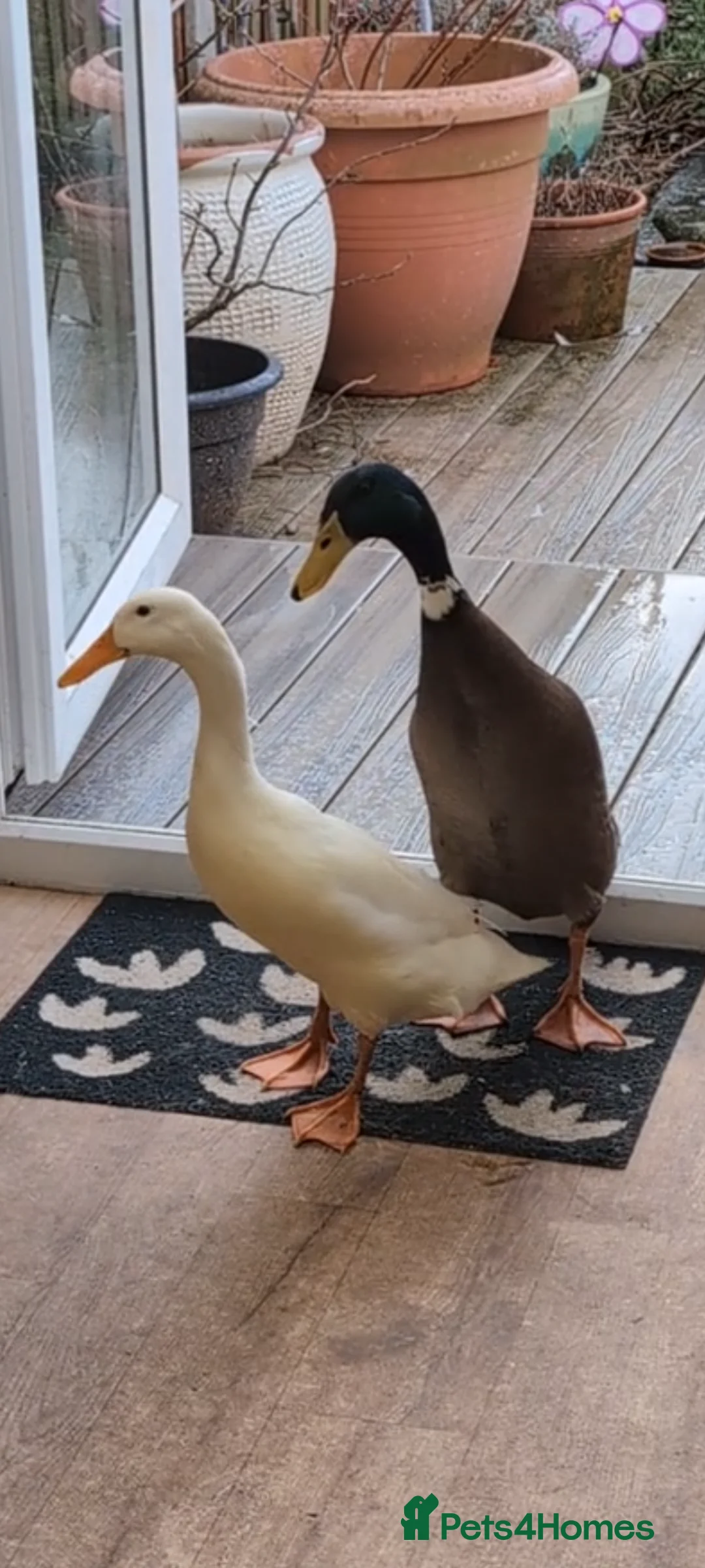 Ducks poultry for sale: Indian Runner Ducks - Mallard Drake & White Hen in Southsea - Advert 1