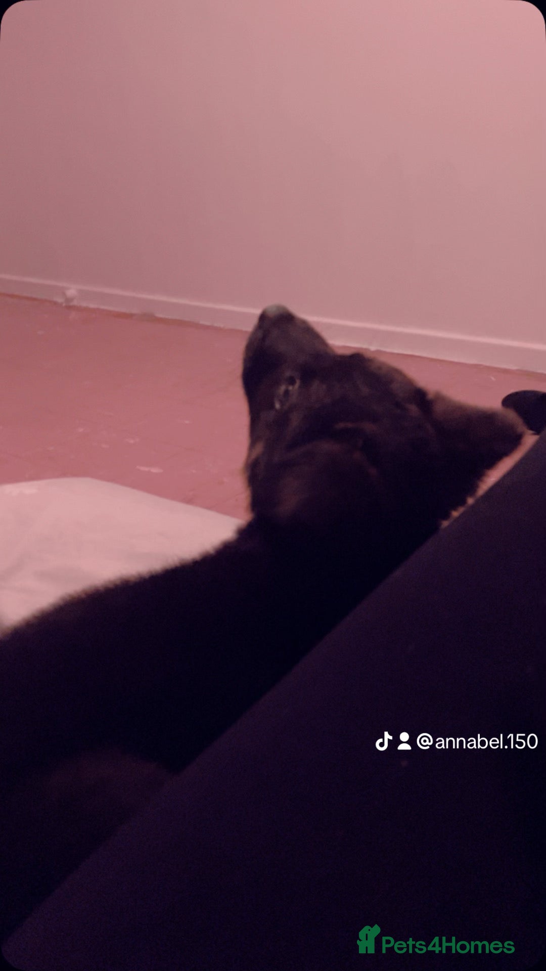 German Shepherd dogs for sale: German shepherd cross Belgian malinois  - Advert 2