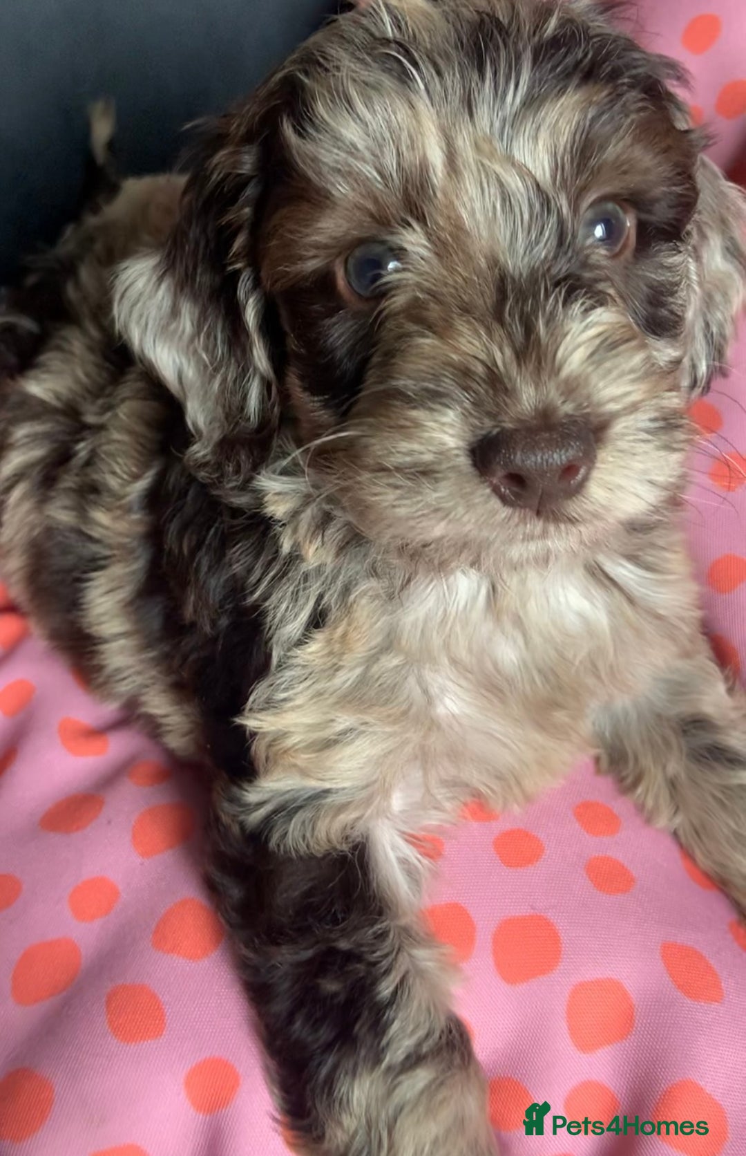 Cockapoo dogs for sale: Cockapoo puppies ready soon - Image 2