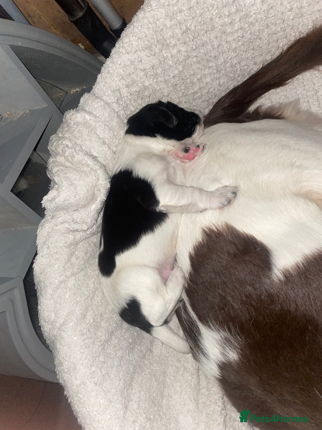 Sprocker dogs for sale: Gorgeous Sprocker Spaniel Puppies 🐶 - Image 9
