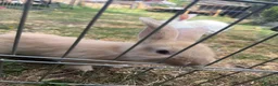 Continental Giant rabbits for sale: 3 x Continental rabbits  - Advert 14