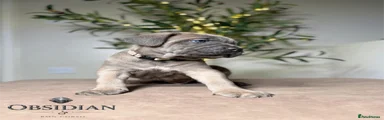 Cane Corso 2