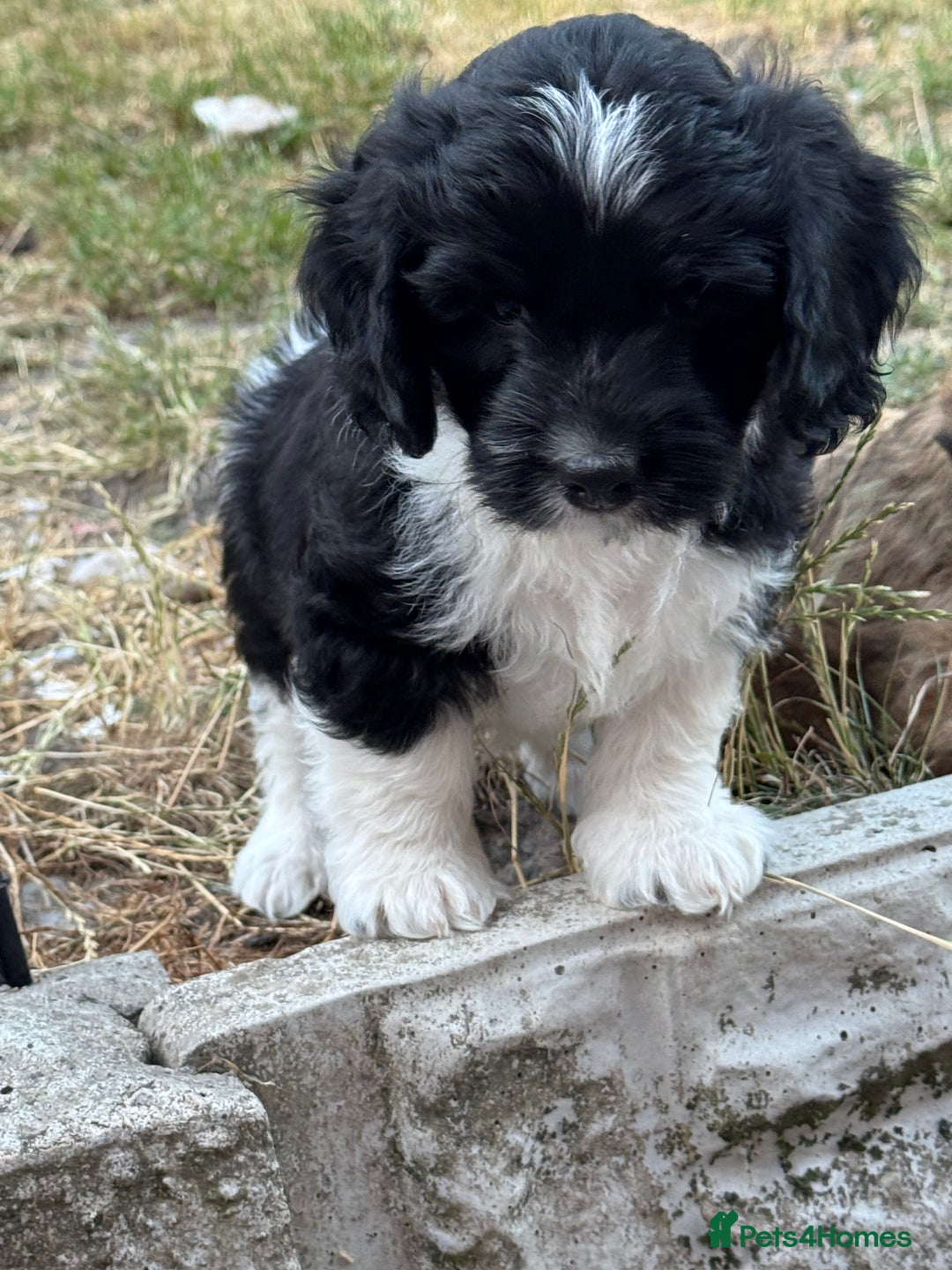 Shihpoo dogs for sale: 4 shihpoo males  in Telford - Image 34