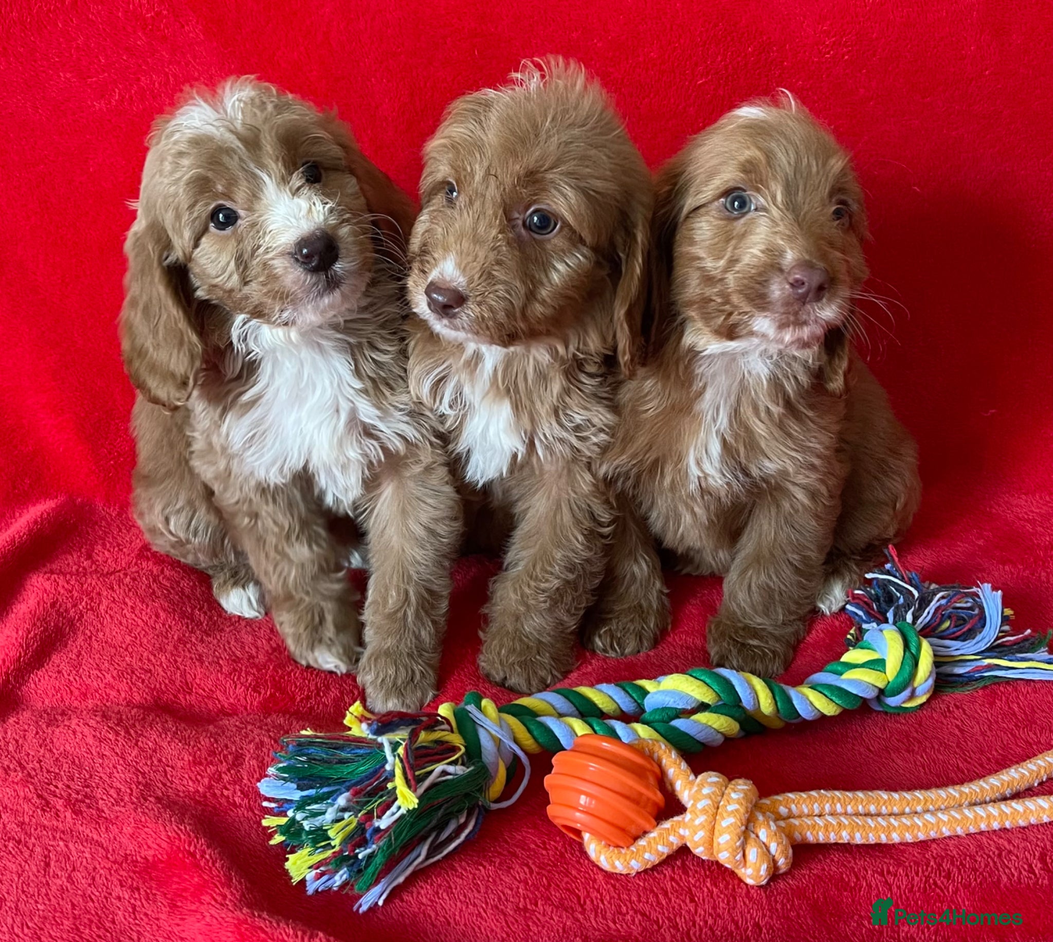 Cockapoo dogs Beautiful F1 cockerpoo pups NOW READY - Advert 2