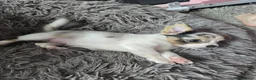 Chihuahua dogs for sale: Adorable Chihuahua Puppies  in Chelmsford - Advert 5