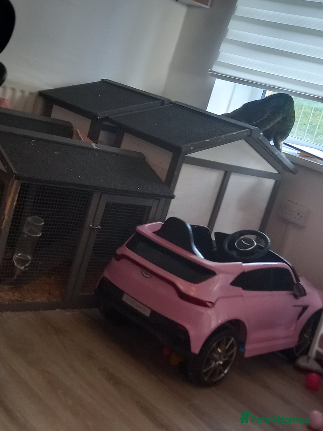 Mini Lop rabbits for sale: Two mini lops, boy and girl, boy is neutered  - Advert 6