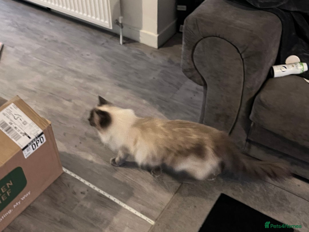 Ragdoll cats for sale: Full pedigree Ragdoll  - Image 5