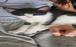 Mixed Breed cats for sale: **READY NOW** Gorgeous Half ragdoll kittens - Image 21