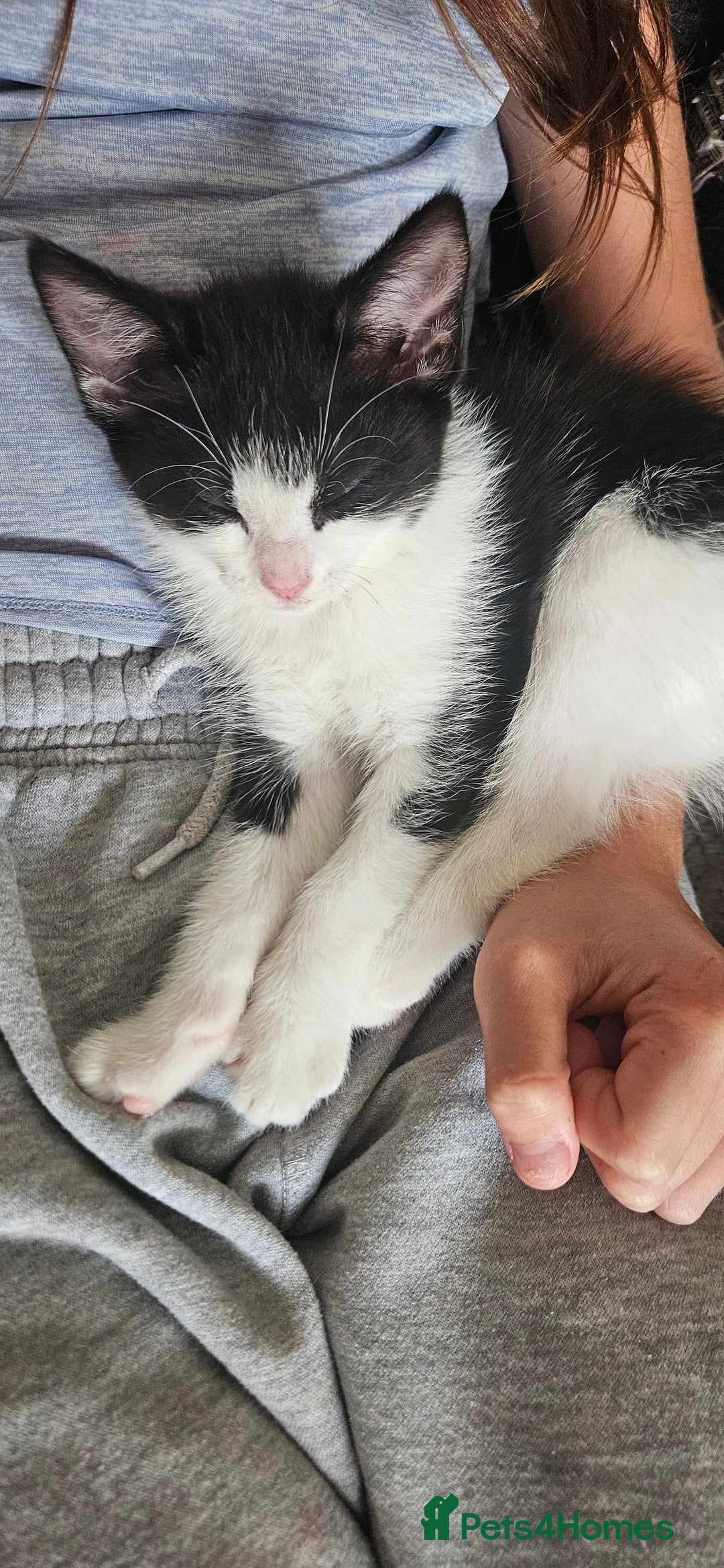 Mixed Breed cats for sale: **READY NOW** Gorgeous Half ragdoll kittens - Image 21