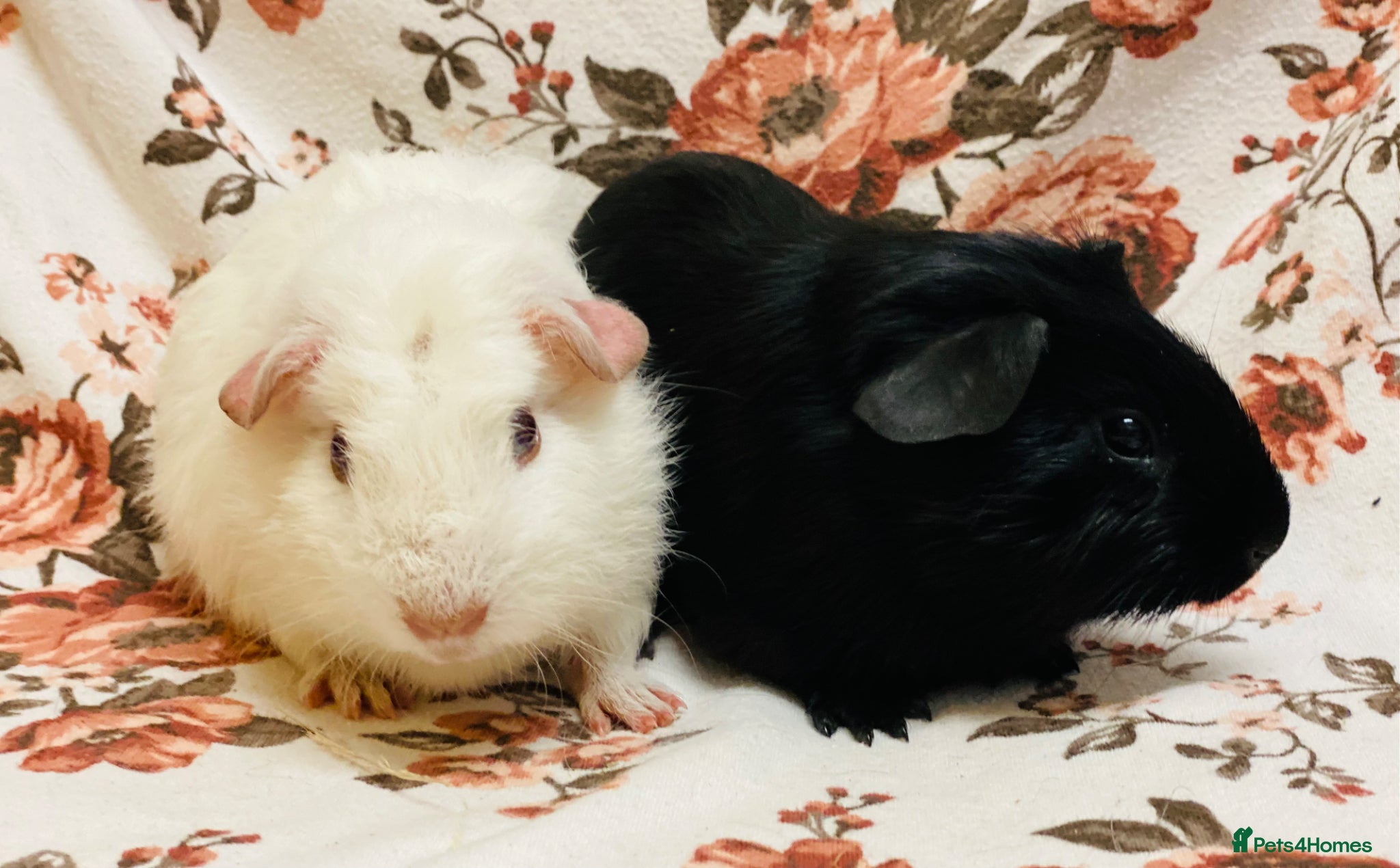 Guinea Pig rodents Pair of baby boy Guineapigs available   - Advert 15