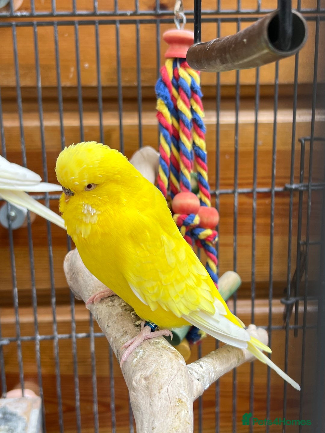 Cockatiels birds for sale: 2x Cocaktiels and Lutino Budgie with cage - Advert 3