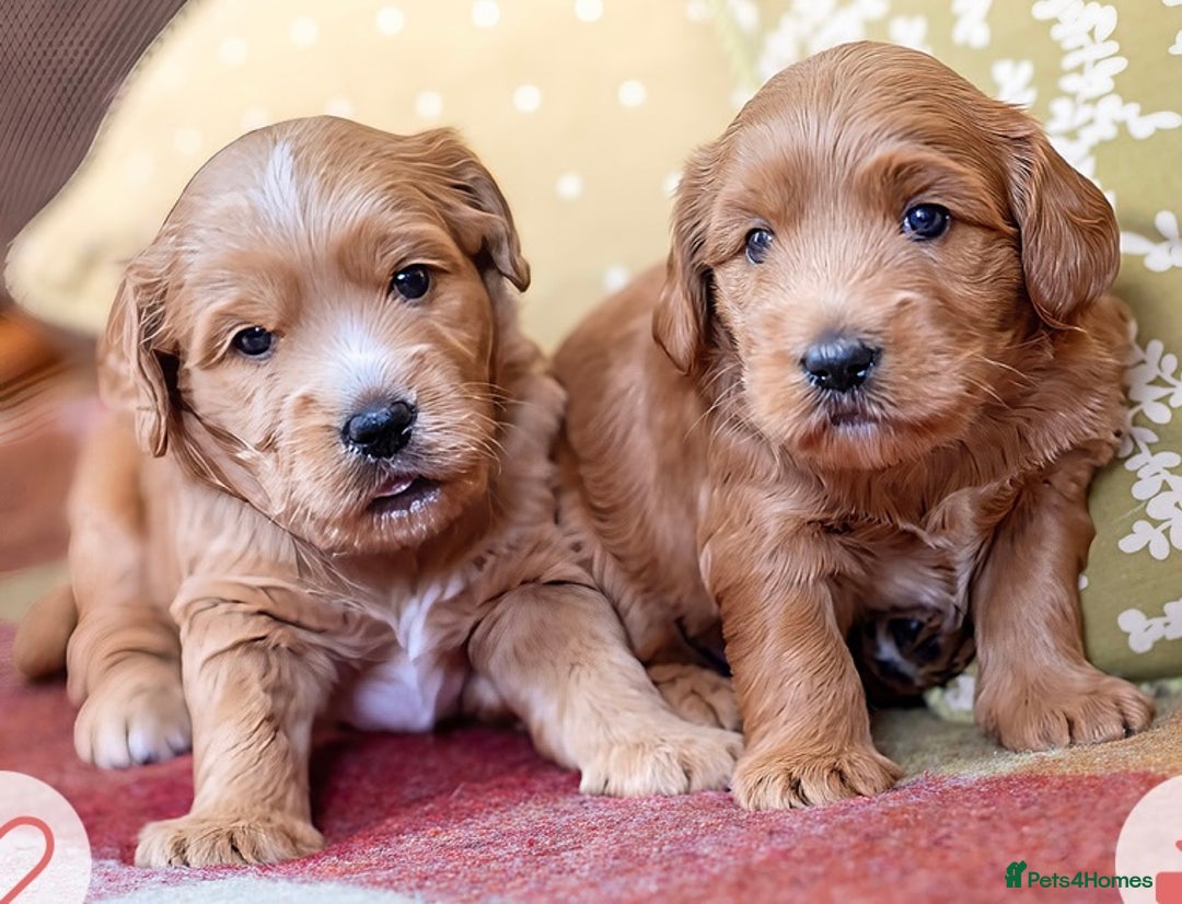 Labradoodle dogs for stud: 💯 Australian Cobberdog fully health tested - Advert 7