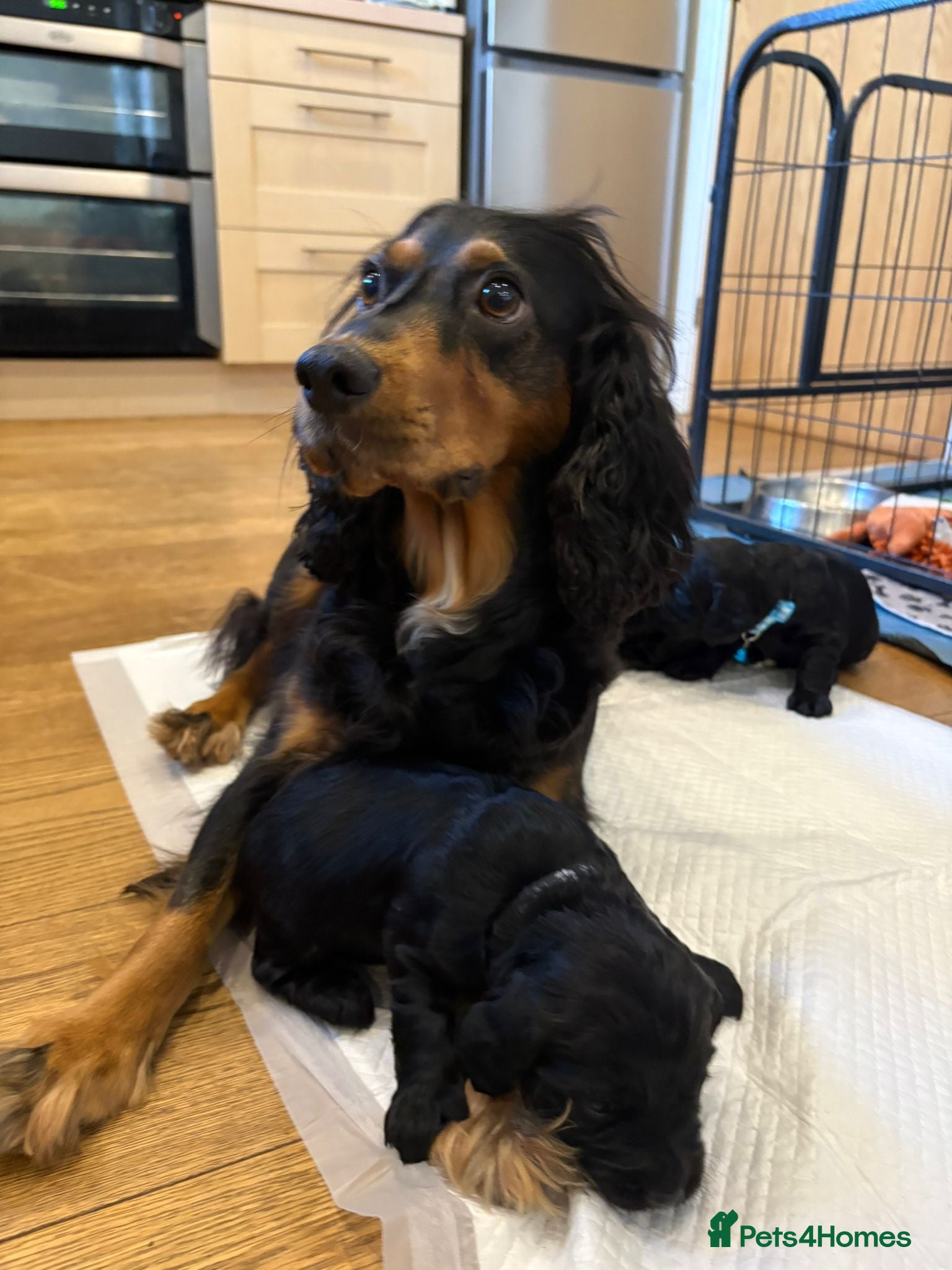 Cocker Spaniel dogs Cocker Spaniel males - Advert 12