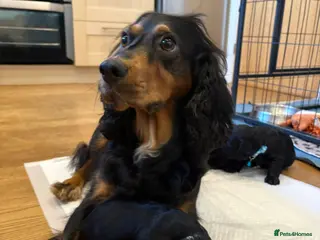 Cocker Spaniel dogs Cocker Spaniel males - Advert 7