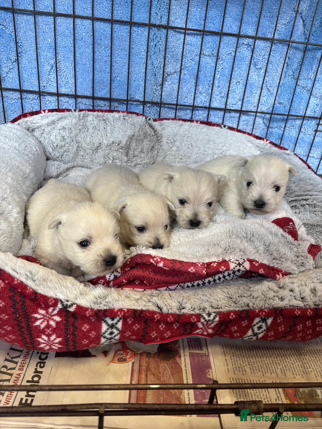 West Highland Terrier dogs for sale: Beautiful West Highland terrier puppies  - Advert 5