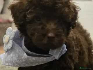 Miniature Poodle dogs Ready NOW 💜💙 - Advert 6