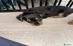 Mixed Breed dogs for sale: Jack Russel x Lucas Terrier Puppies - Image 5