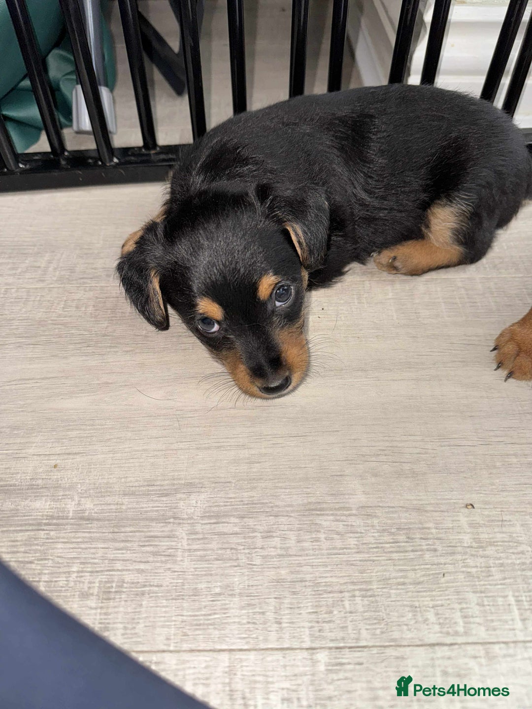 Mixed Breed dogs for sale: Jack Russel x Lucas Terrier Puppies - Image 5
