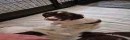 English Springer Spaniel dogs for sale: ​Working Springer Spaniel Bitches – Ready Soon!  - Advert 12