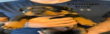 Orange boy 