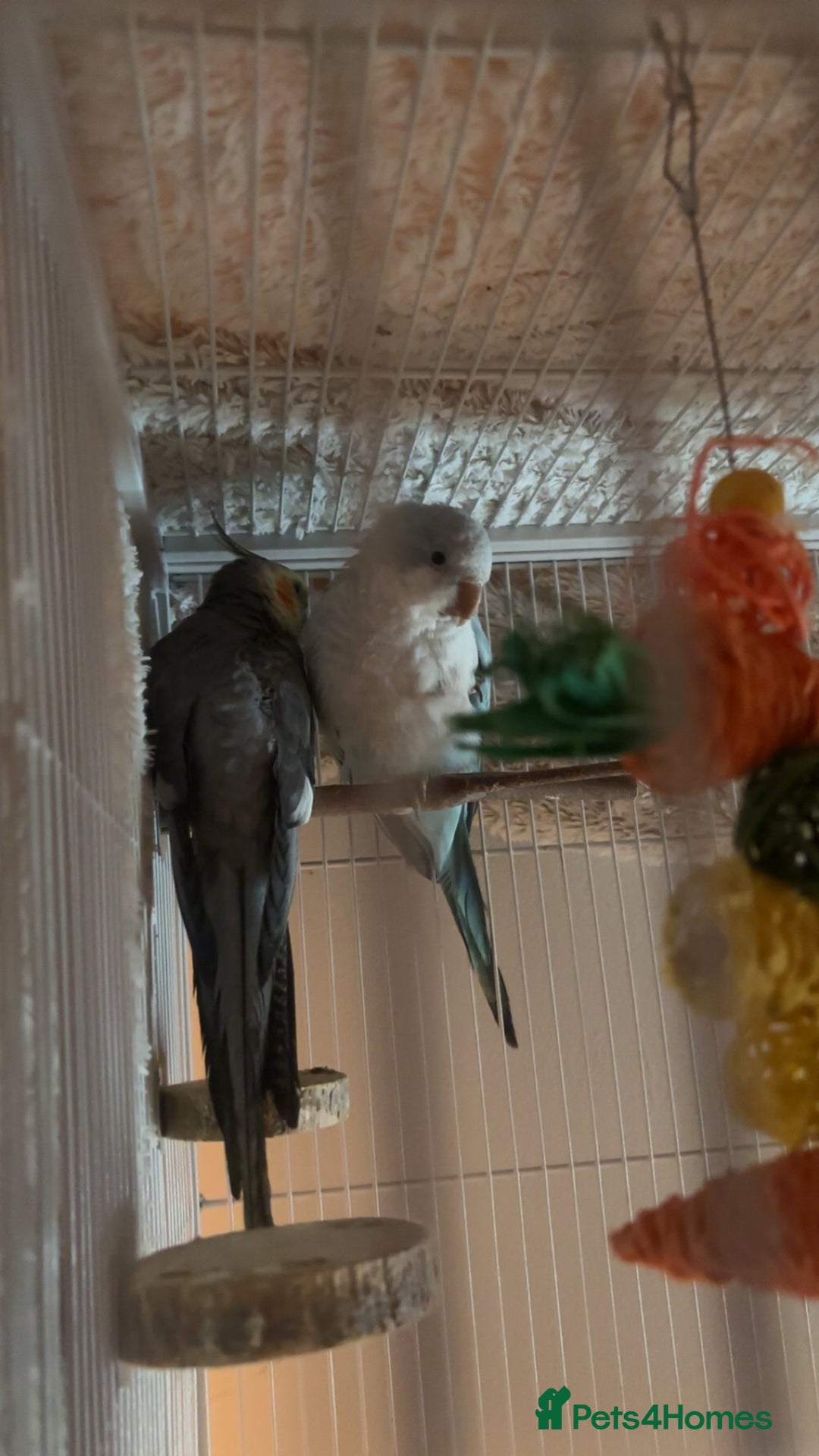 Cockatiels birds for sale: cockatiel and quaker parrot - Advert 8