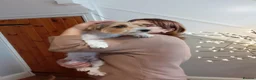 Mixed Breed dogs for adoption: 🐾🍪 COOKIE 🍪🐾 - A small boy for a Loving Home in Wisbech - Advert 15
