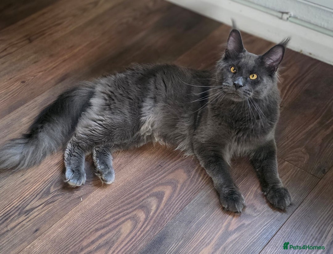 Maine Coon cats for sale: TICA registered Maine coon kittens, shaded lines - Image 32